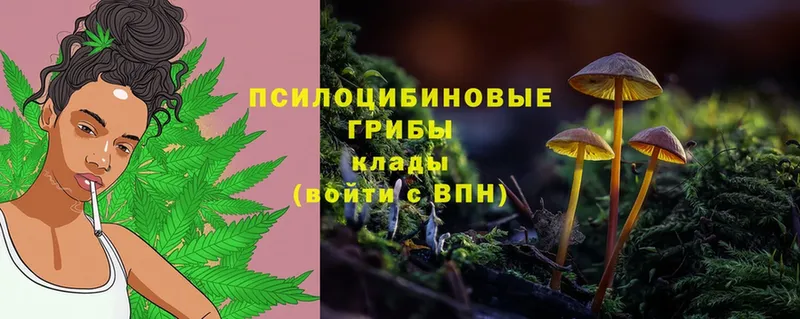 как найти закладки  Кольчугино  Галлюциногенные грибы Psilocybine cubensis 